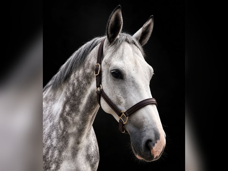 Westfaliano Caballo castrado 6 años 165 cm Porcelana in Fraunberg