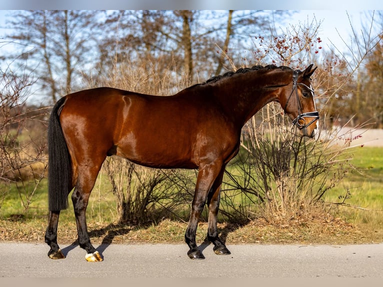 Westfaliano Caballo castrado 6 años 166 cm Castaño in Rosenheim