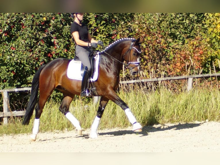 Westfaliano Caballo castrado 6 años 166 cm Castaño oscuro in Iserlohn