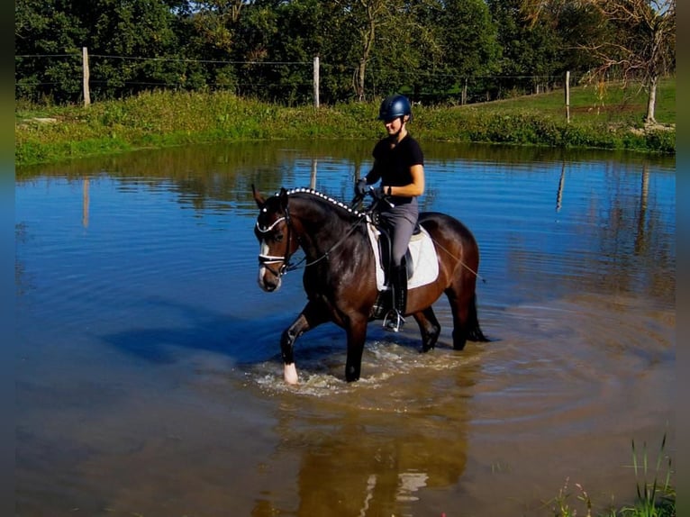 Westfaliano Caballo castrado 6 años 166 cm Castaño oscuro in Iserlohn