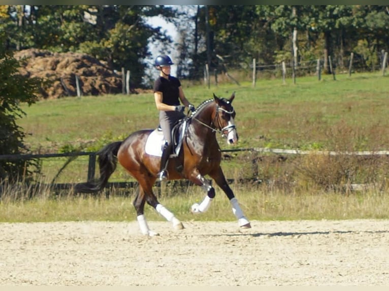 Westfaliano Caballo castrado 6 años 166 cm Castaño oscuro in Iserlohn