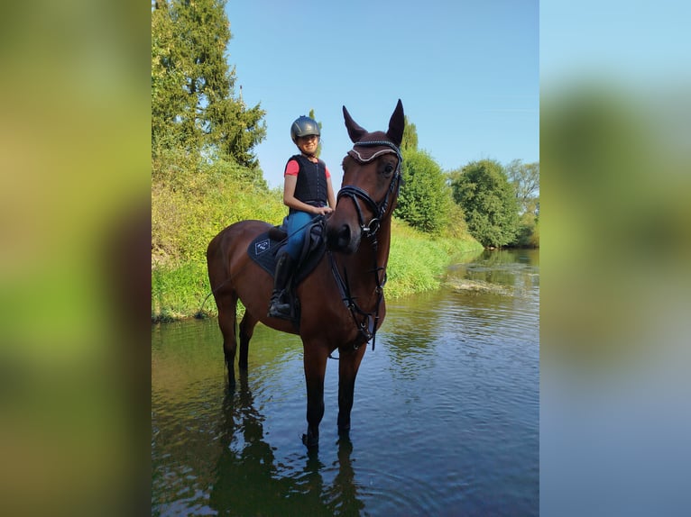 Westfaliano Caballo castrado 6 años 166 cm Castaño oscuro in Nebanice