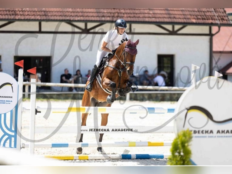 Westfaliano Caballo castrado 6 años 166 cm Castaño oscuro in Nebanice