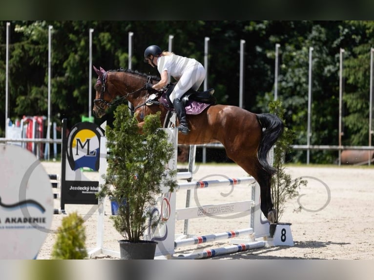 Westfaliano Caballo castrado 6 años 166 cm Castaño oscuro in Nebanice