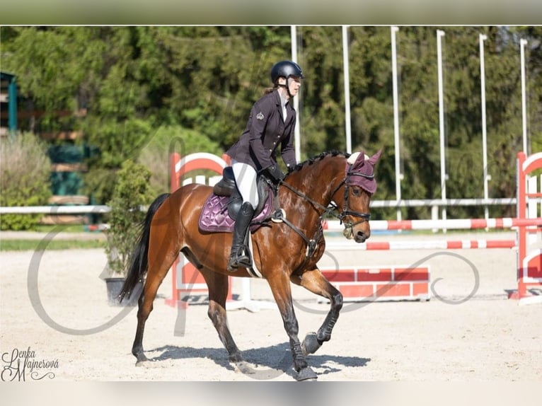 Westfaliano Caballo castrado 6 años 166 cm Castaño oscuro in Nebanice