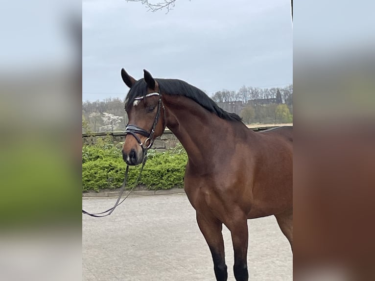 Westfaliano Caballo castrado 6 años 167 cm Castaño in Ibbenbüren