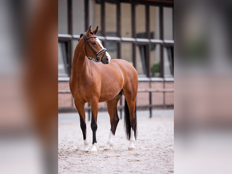 Westfaliano Caballo castrado 6 años 167 cm Castaño in Heidesheim am Rhein