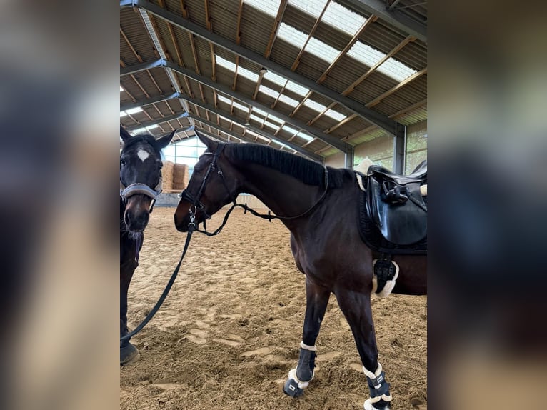 Westfaliano Caballo castrado 6 años 167 cm Castaño in Essen