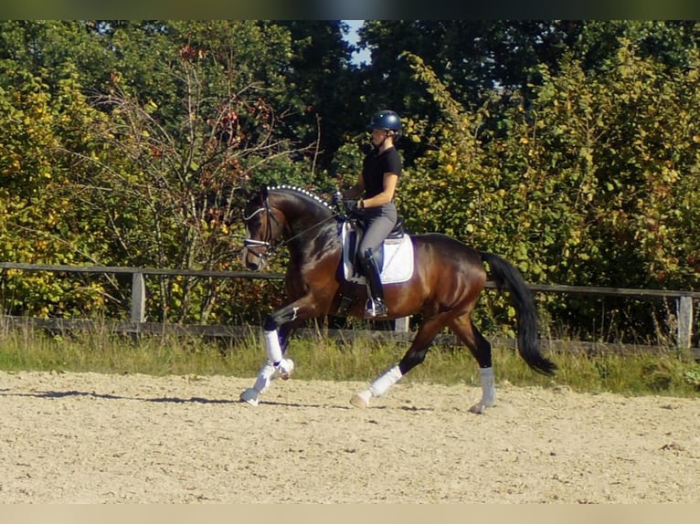 Westfaliano Caballo castrado 6 años 167 cm Castaño oscuro in Iserlohn