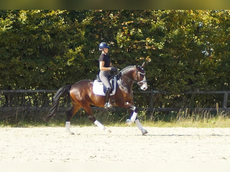 Westfaliano Caballo castrado 6 años 167 cm Castaño oscuro in Iserlohn