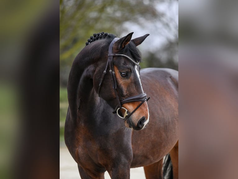 Westfaliano Caballo castrado 6 años 167 cm Castaño oscuro in Riedstadt