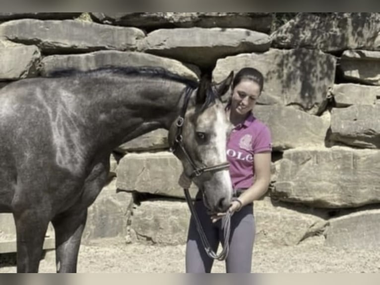 Westfaliano Caballo castrado 6 años 167 cm Tordo in Windhagen