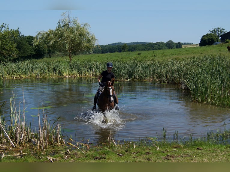 Westfaliano Caballo castrado 6 años 168 cm Alazán in Iserlohn