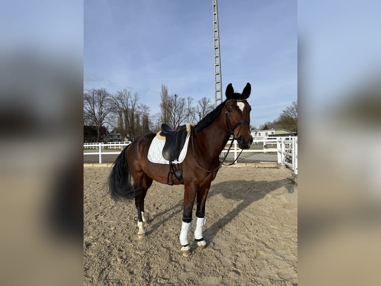 Westfaliano Caballo castrado 6 años 168 cm Castaño in Dortmund