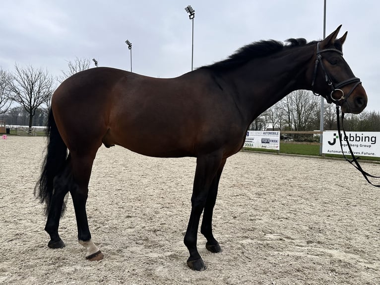 Westfaliano Caballo castrado 6 años 168 cm Castaño oscuro in Bocholt