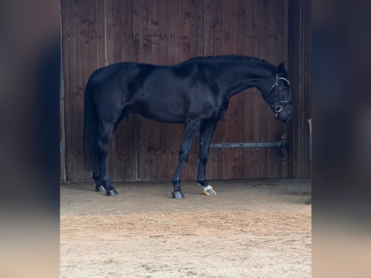 Westfaliano Caballo castrado 6 años 168 cm Castaño oscuro in Achtrup