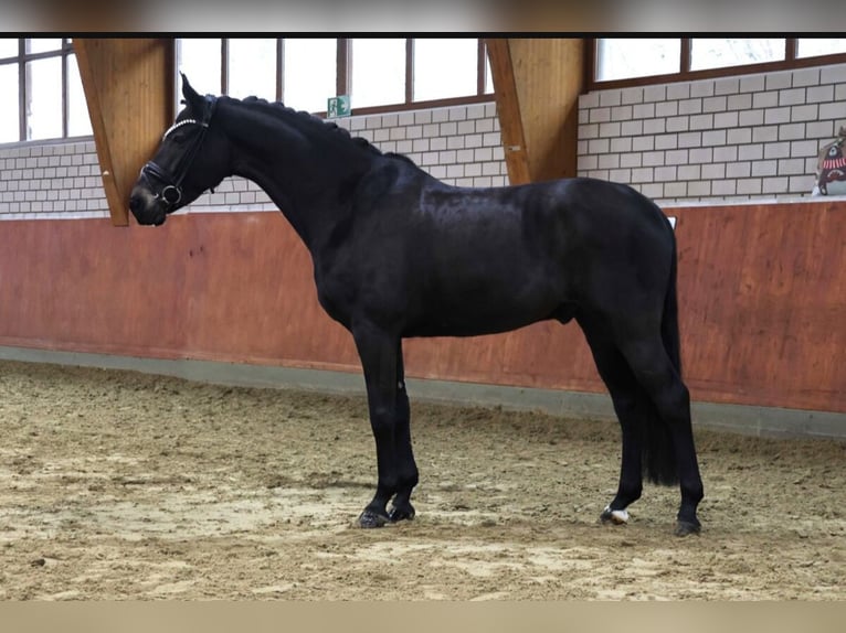 Westfaliano Caballo castrado 6 años 168 cm Morcillo in Fröndenberg