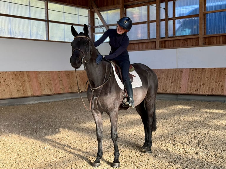 Westfaliano Caballo castrado 6 años 168 cm Negro in Erharting