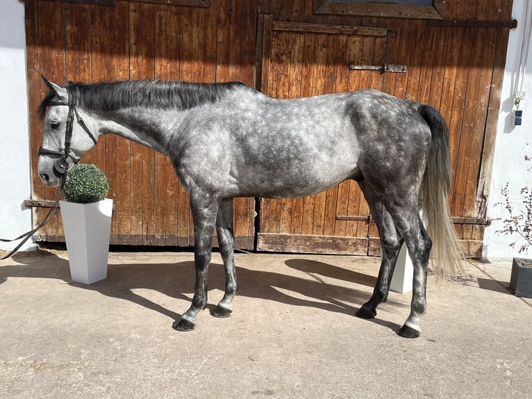 Westfaliano Caballo castrado 6 años 168 cm Tordillo negro in Sontra
