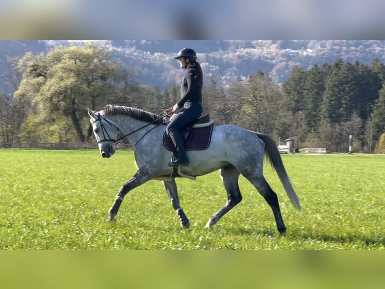 Westfaliano Caballo castrado 6 años 168 cm Tordo in Schlins