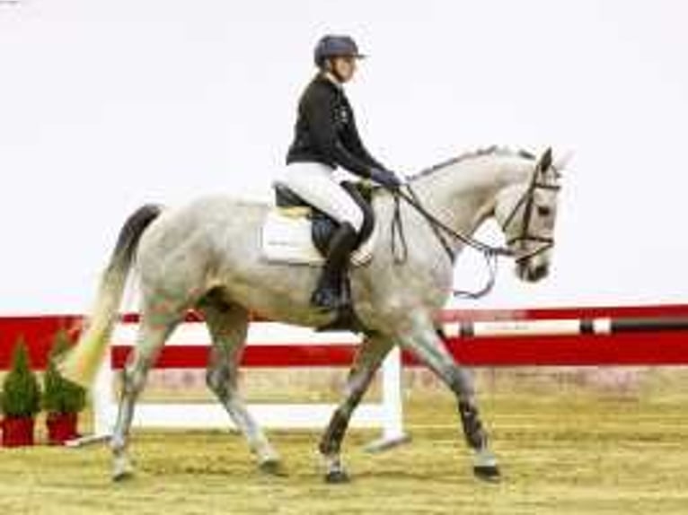 Westfaliano Caballo castrado 6 años 168 cm Tordo in Waddinxveen