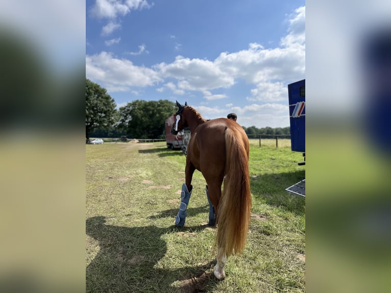 Westfaliano Caballo castrado 6 años 169 cm Alazán in Telgte