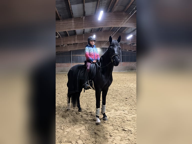 Westfaliano Caballo castrado 6 años 169 cm Negro in Bochum