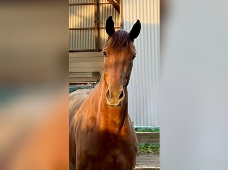 Westfaliano Caballo castrado 6 años 170 cm Alazán in Wuppertal