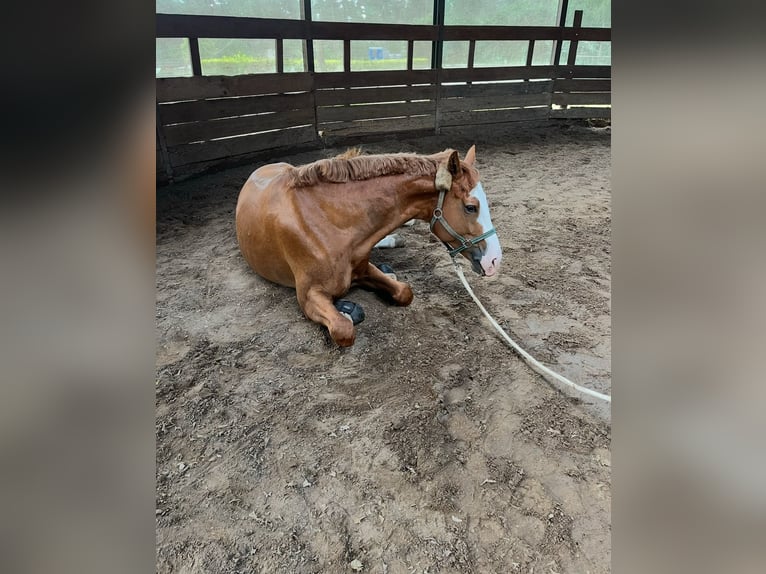 Westfaliano Caballo castrado 6 años 170 cm Alazán in Wentorf bei Hamburg