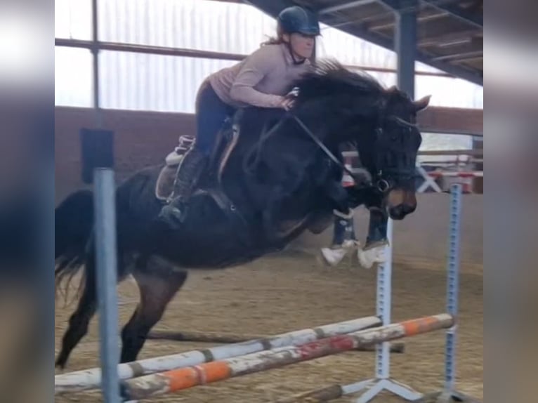 Westfaliano Caballo castrado 6 años 170 cm in Georgsmarienhütte