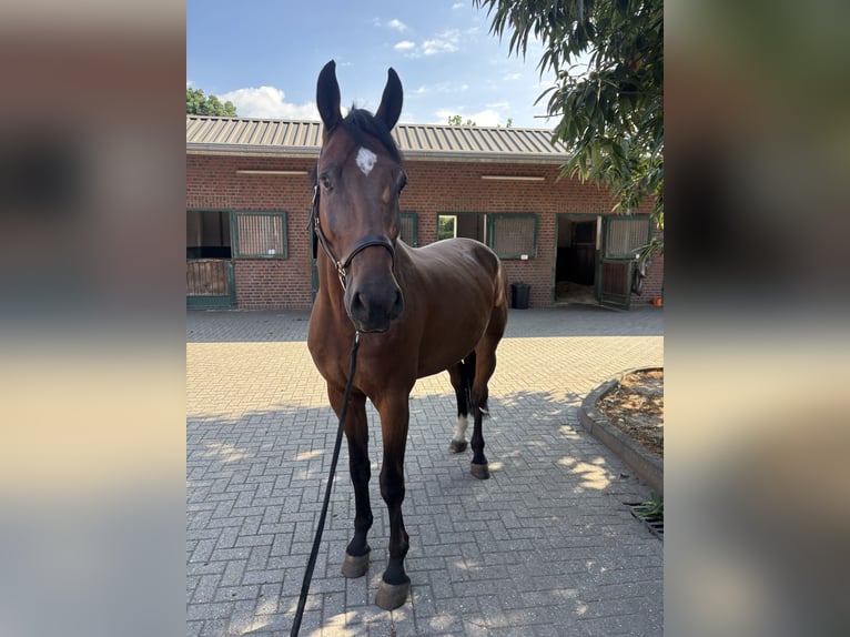 Westfaliano Caballo castrado 6 años 170 cm Castaño in Nettetal