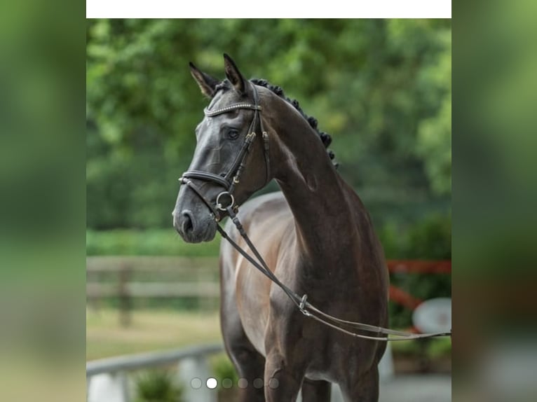 Westfaliano Caballo castrado 6 años 170 cm Negro in Schenklengsfeld