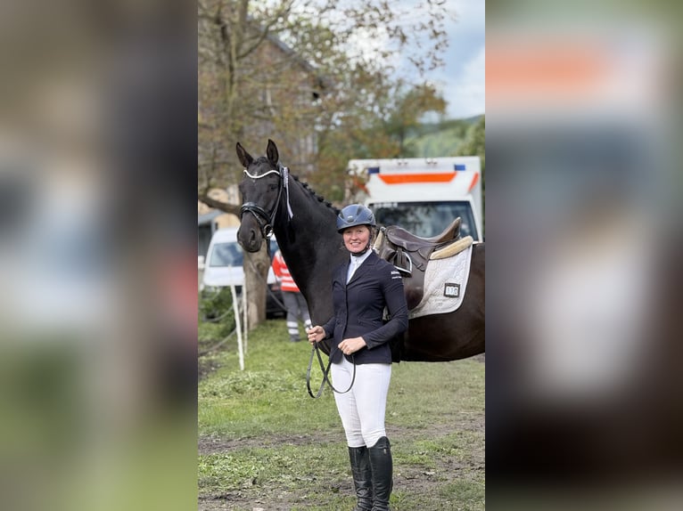 Westfaliano Caballo castrado 6 años 170 cm Negro in Schenklengsfeld