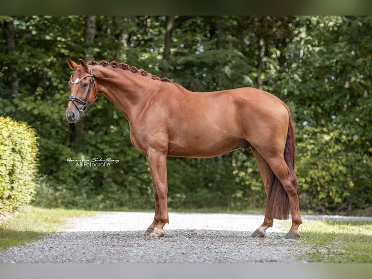 Westfaliano Caballo castrado 6 años 171 cm Alazán-tostado in Wehringen