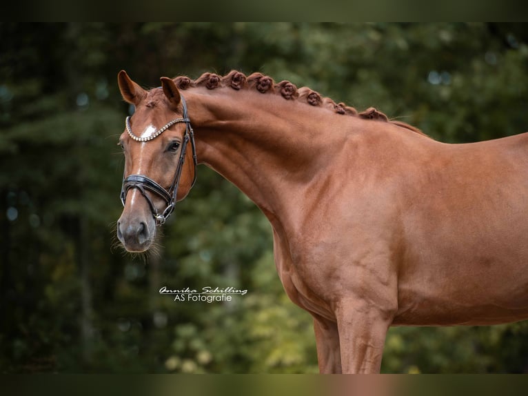 Westfaliano Caballo castrado 6 años 171 cm Alazán-tostado in Wehringen