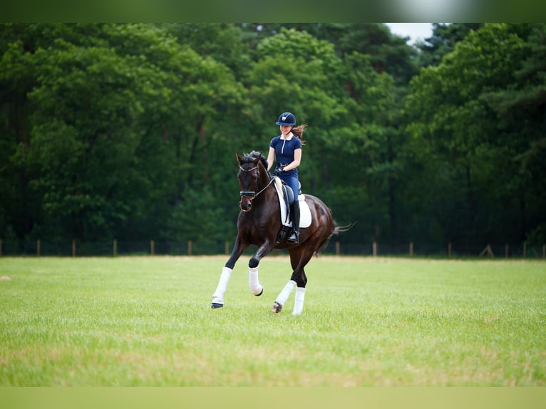 Westfaliano Caballo castrado 6 años 171 cm Castaño oscuro in Mol