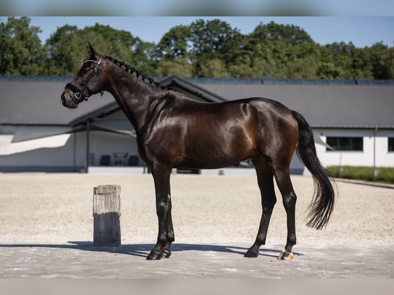 Westfaliano Caballo castrado 6 años 171 cm Castaño oscuro in Mol