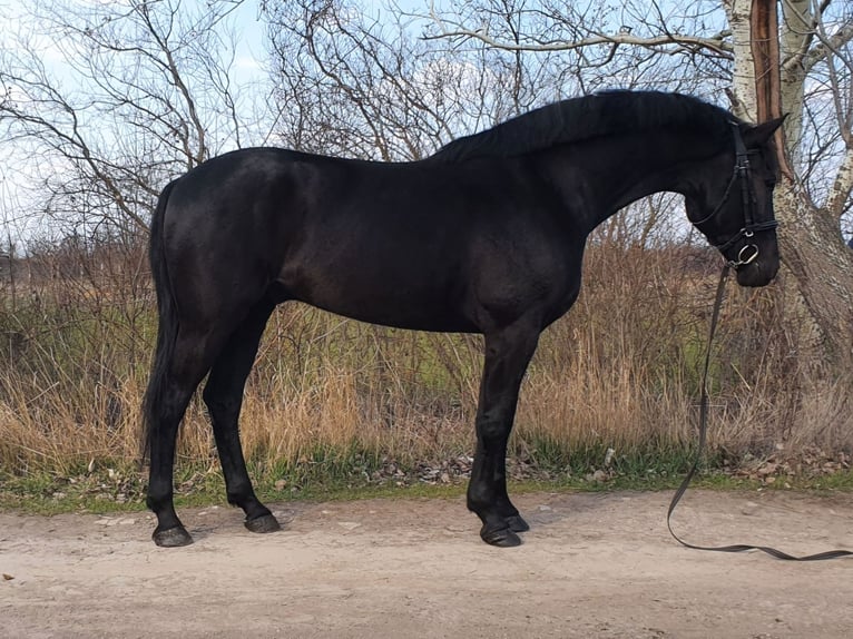 Westfaliano Mestizo Caballo castrado 6 años 171 cm Negro in Békés