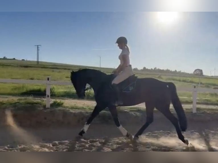 Westfaliano Caballo castrado 6 años 172 cm Castaño in Bad Arolsen
