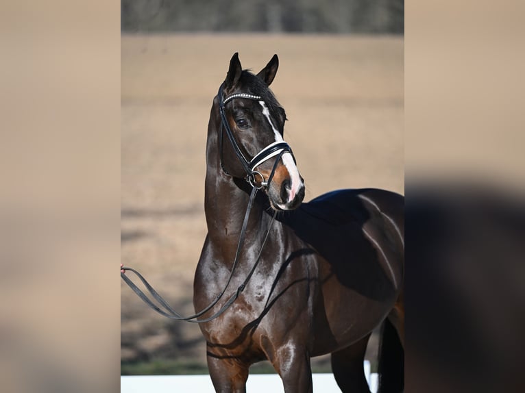 Westfaliano Caballo castrado 6 años 172 cm Castaño in Röttingen