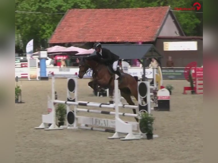 Westfaliano Caballo castrado 6 años 172 cm Castaño in Hannover
