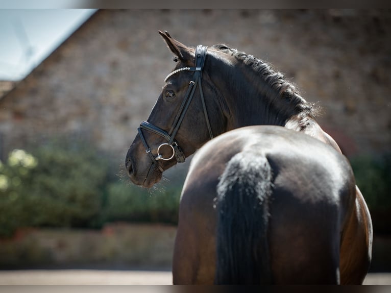 Westfaliano Caballo castrado 6 años 172 cm Castaño oscuro in Bramsche