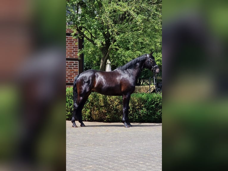 Westfaliano Caballo castrado 6 años 172 cm Morcillo in Warendorf