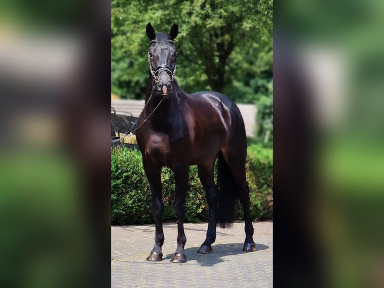 Westfaliano Caballo castrado 6 años 172 cm Morcillo in Warendorf