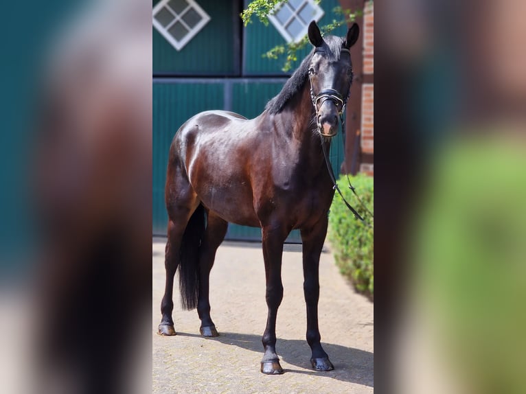 Westfaliano Caballo castrado 6 años 172 cm Morcillo in Warendorf