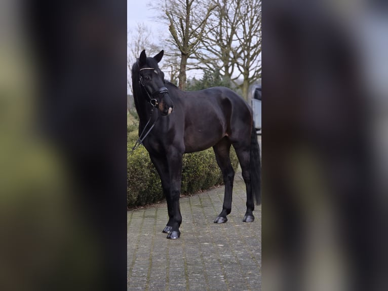 Westfaliano Caballo castrado 6 años 172 cm Morcillo in Warendorf