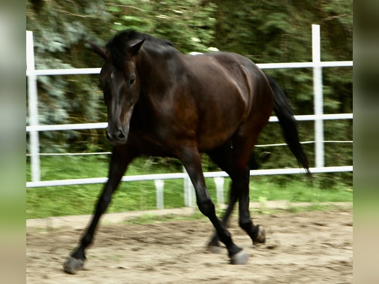 Westfaliano Caballo castrado 6 años 172 cm Negro in Borchen