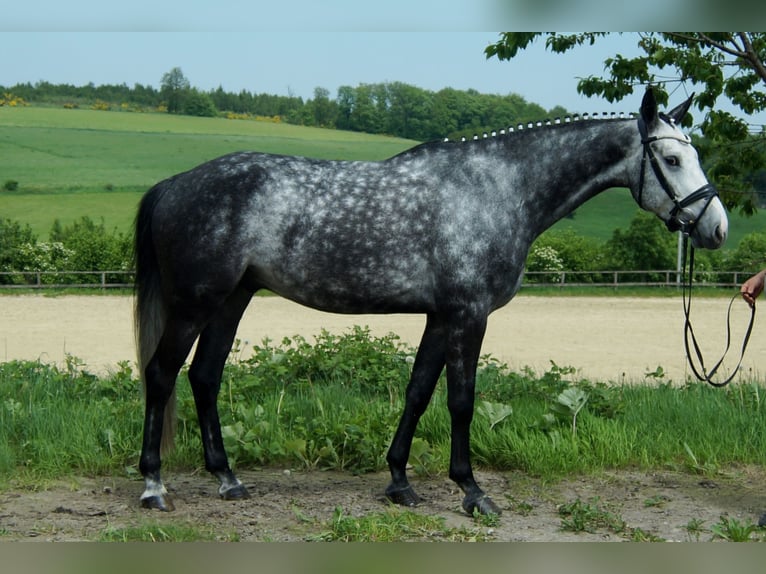 Westfaliano Caballo castrado 6 años 172 cm Tordo in Iserlohn