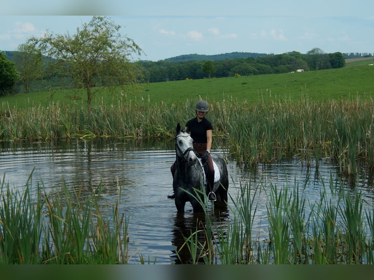 Westfaliano Caballo castrado 6 años 172 cm Tordo in Iserlohn