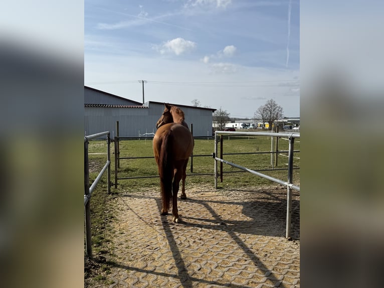 Westfaliano Caballo castrado 6 años 173 cm Alazán in Memmelsdorf